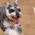 育004 : 「犬のモンダイ行動の処方箋2-ｹｰｽｽﾀﾃﾞｨでわかる犬のしつけ」犬のベストセラー本のご紹介