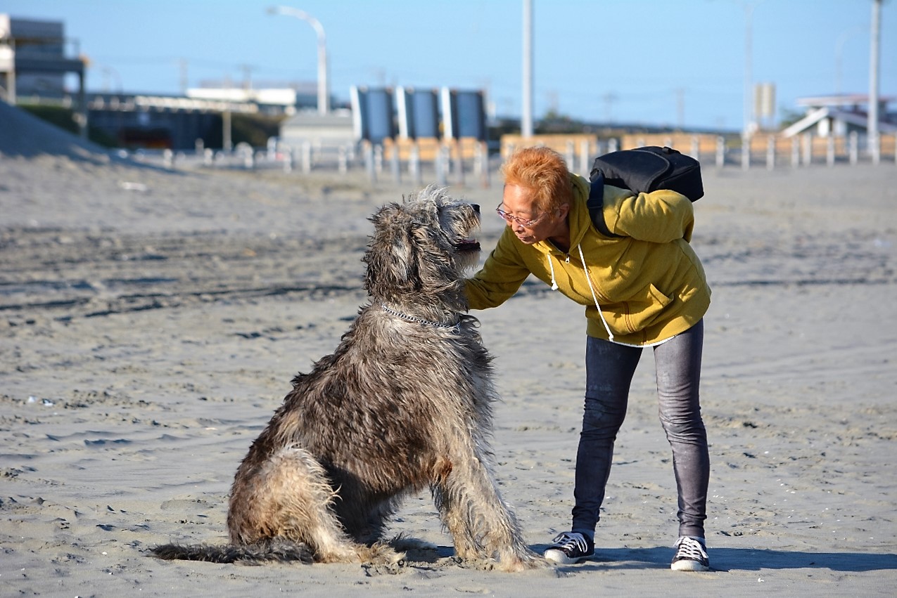 しゃベル ワンブランド わん ダフルストーリー Vol 35大型犬が飼いたい 60歳女性が選んだ究極の大型犬 アイリッシュ ウルフハウンド との暮らしとは 株式会社one Brand