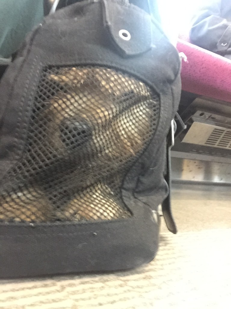 子犬の頃からキャリーバッグと電車での移動に慣らしておけば安心です。ちなみにこれは、アメリカ国内の飛行機移動の規定をクリアしているキャリーバッグ。