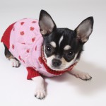 ニッポン放送 「ペットと一緒に」vol.04<br>寒い冬。犬に洋服って着せるべき？